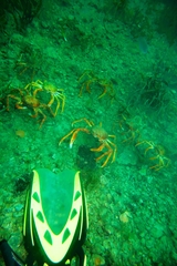 Leptomithrax gaimardii