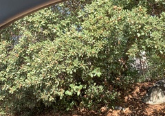 Quercus durata durata