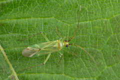 Blepharidopterus angulatus
