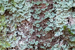 Cladonia coniocraea