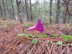 Ipomoea orizabensis