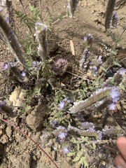 Phacelia