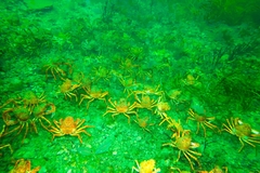 Leptomithrax gaimardii