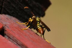 Polistes weyrauchorum