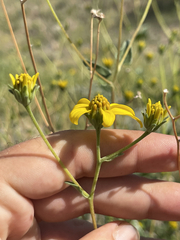 Bahiopsis triangularis