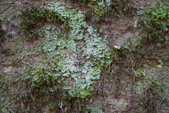 Cladonia coniocraea