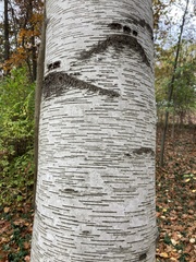Betula