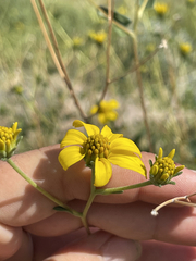 Bahiopsis triangularis