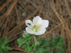 Geranium seemannii