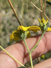 Bahiopsis triangularis