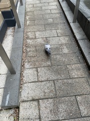 Columba livia domestica