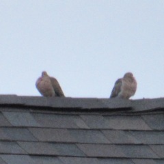 Zenaida macroura carolinensis