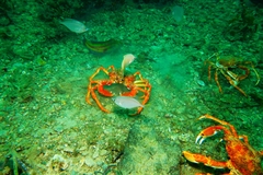 Leptomithrax gaimardii