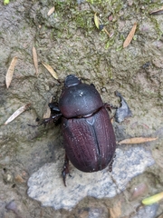 Scarabaeoidea
