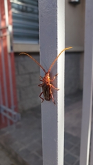 Chydarteres striatus