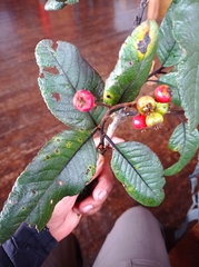 Hesperomeles ferruginea