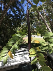 Senna surattensis