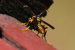 Polistes weyrauchorum