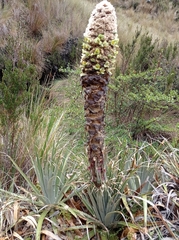 Puya membranacea