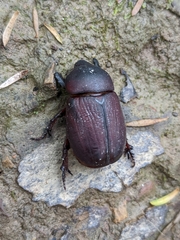 Scarabaeoidea