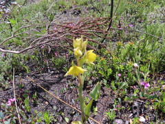 Pterygodium acutifolium