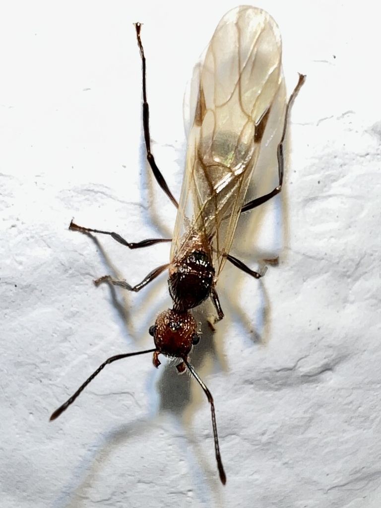 Aculeatum-group Fierce Ants