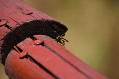 Polistes weyrauchorum