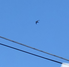 Hirundapus caudacutus