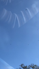 Hirundapus caudacutus