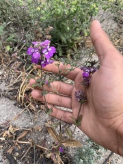 Collinsia tinctoria
