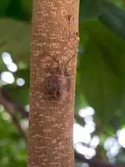 Antiteuchus tripterus