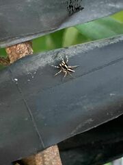 Leptofreya ambigua