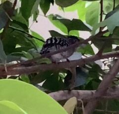 Thamnophilus doliatus