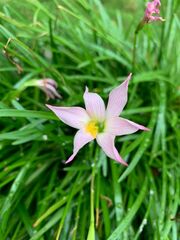 Zephyranthes carinata