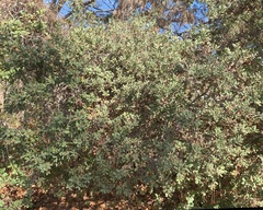 Quercus durata durata