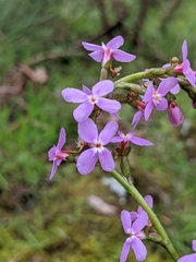 Stylidium
