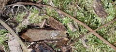 Lithobates warszewitschii