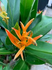 Heliconia psittacorum