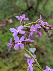 Stylidium