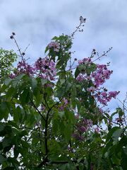 Lagerstroemia