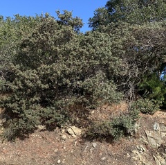 Quercus durata durata
