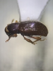 Barypeithes pellucidus