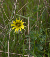 Tragopogon