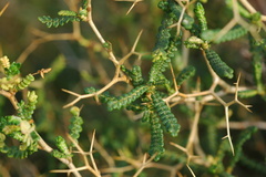 Sarcopoterium spinosum