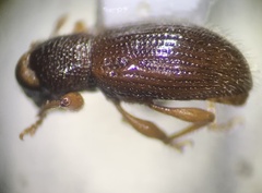 Barypeithes pellucidus