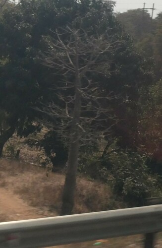 African baobab