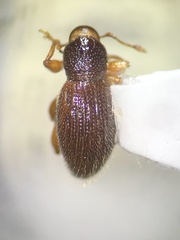 Barypeithes pellucidus
