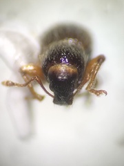 Barypeithes pellucidus