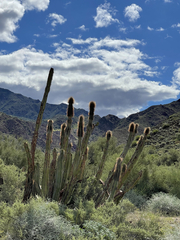Lophocereus schottii