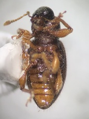 Barypeithes pellucidus